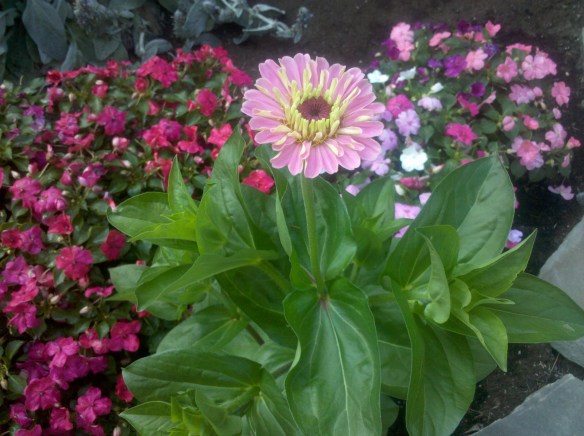 zinnia